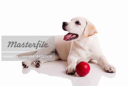 Labrador retriever puppy playing with a red ball, isolated on white