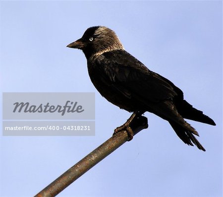 The Jackdaw (Corvus monedula), sometimes known as the Eurasian Jackdaw, European Jackdaw, Western Jackdaw, or formerly simply the daw.