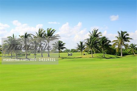 golf course tropical palm trees in Mexico