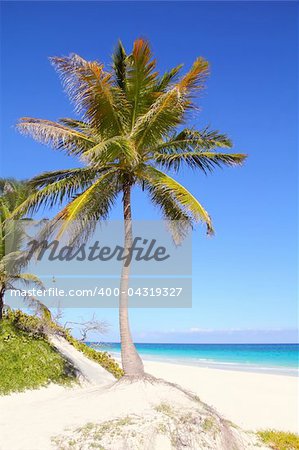 Caribbean coconut palm trees in turquoise sea water