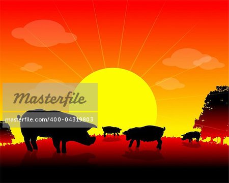 farm animals, Herd of pigs on nature background, sun, tree, pig