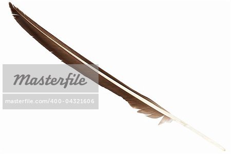 A 'strong' feather signifying agility and strength.