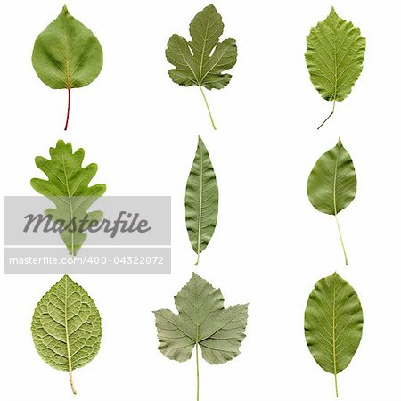 Tree leaves collage - isolated over white background - back side