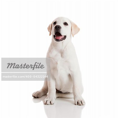 Beautiful labrador retriever cream puppy isolated on white background