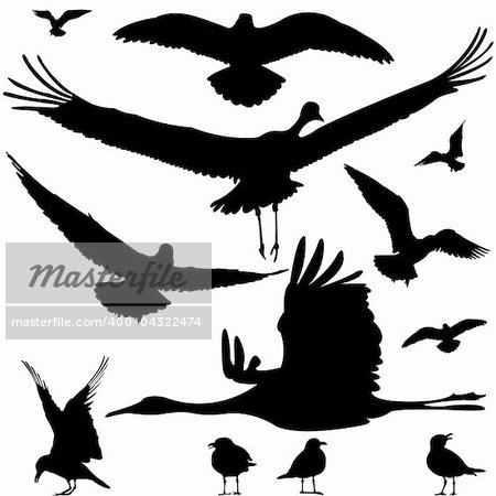 birds silhouettes isolated on white, abstract art illustration