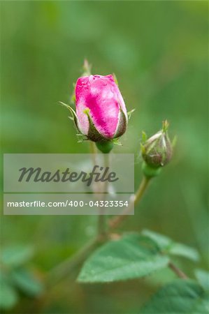 Pink roses on green grass-background