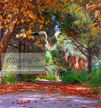 Colorful trees in fall/autumn