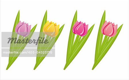 set of 4 colorful tulips