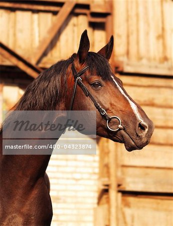portrait of brown breed sportive  horse