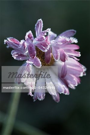 Macro view of frozen flower in the november morning. Toned image.