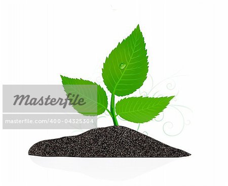 Young plant on the white backgrounds. Vector illustration