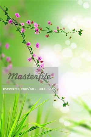 pink floral and fresh grass with light reflect in morning