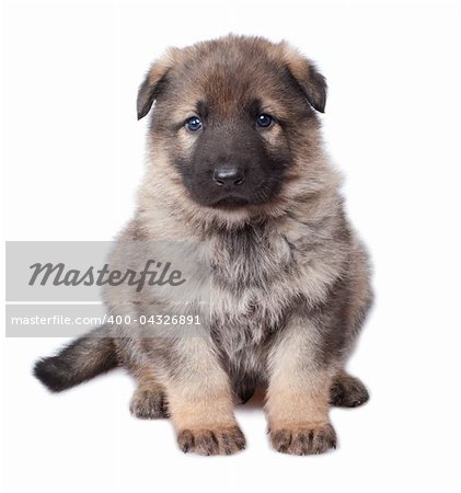 German sheepdogs puppy isolated on white background