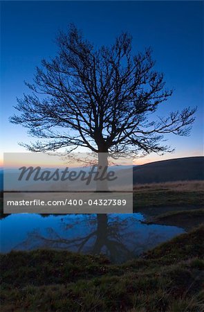 Lonely autumn naked tree on night mountain hill top in last sunset light (and its reflection in a puddle)
