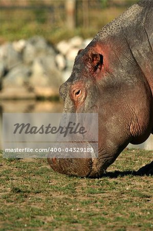 Hippo - Vancouver in BC, Canada