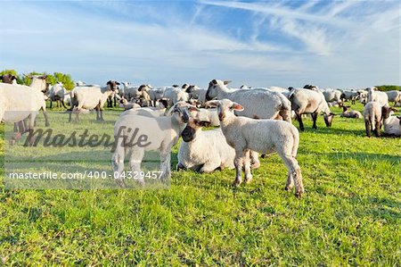 A summer landscape and herd sheep  in the Niedersachsen