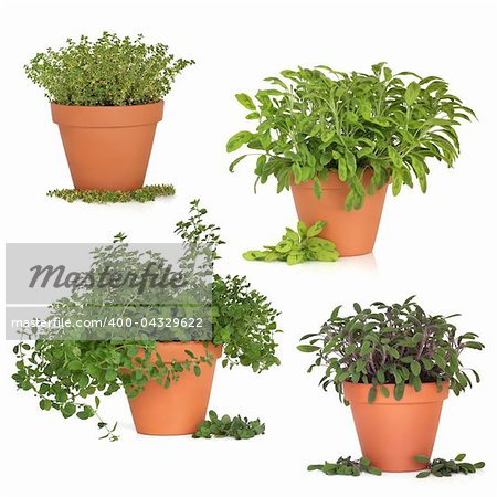 Thyme, oregano, purple and variegated sage herb growing in terracotta pots with leaf sprigs, isolated over white background.