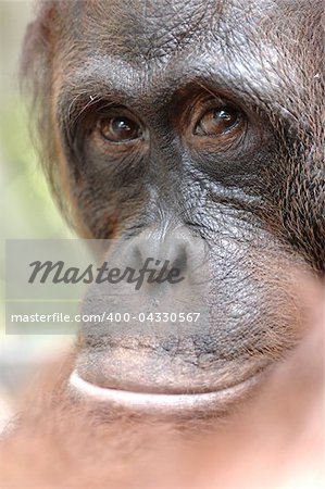 Orangutan Ben. A portrait of the young orangutan on a nickname Ben. Close up at a short distance