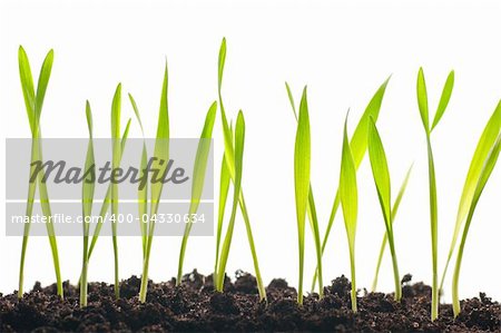 spring grass plants is growing out of ground, isolated on white background