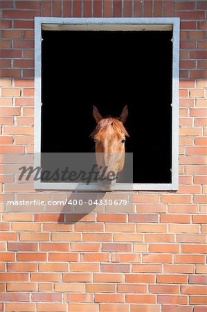 horse looking outside window the brick stable