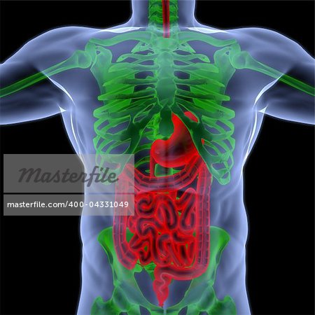 the human body by X-rays. intestine highlighted in red.