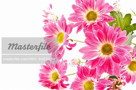 a bouquet of beautiful red Chrysanthemums isolated on a white background
