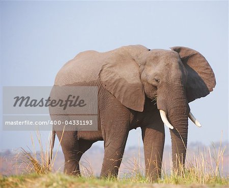 Large African elephant (Loxodonta Africana) eating in savanna in Botswana