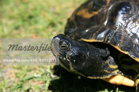 Terrapin - Beacon Hill Park in Victoria, Vancouver Island, BC, Canada