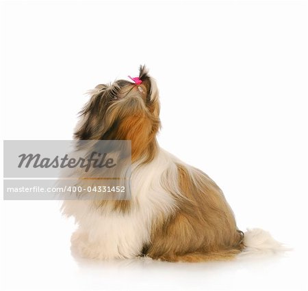 dog ready to jump - shih tzu posed ready to pounce on white background