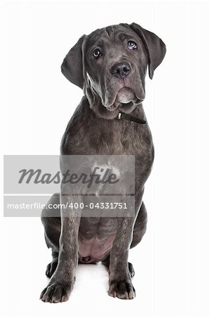 Cane Corso dog in front of a white background