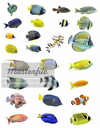 group of saltwater fishes on a white background