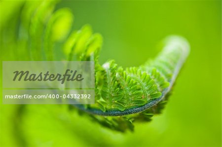 Fresh green leaves of a fern in the blurry background