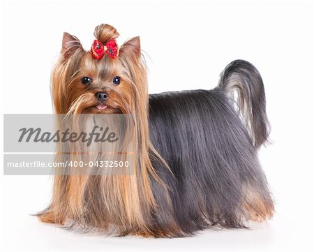 Yorkshire Terrier in show coat. Isolated on a white background