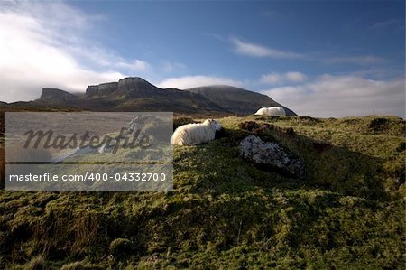 One sheep in the Scottish Highlands near Portree