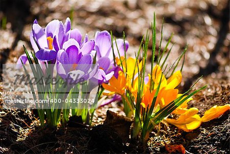 Crocus flowers in the soil with leaves