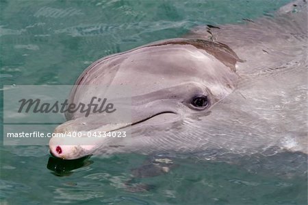 Dolfin swiming in resort pool  ready for permormance