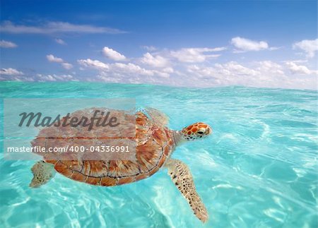Green sea Turtle Chelonia mydas  Caribbean sea Cheloniidae water surface