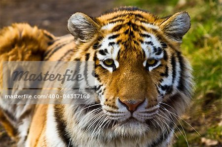 Closeup of tiger relaxing in the sun