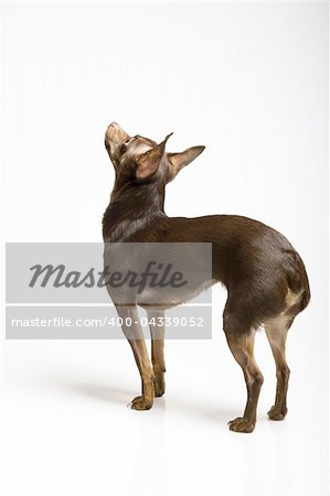 Picture of a funny curious toy terrier dog looking up. white background