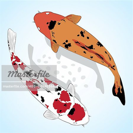 Carp. Koi Fish Vector greeting card