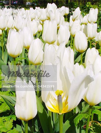 White Tulip Field