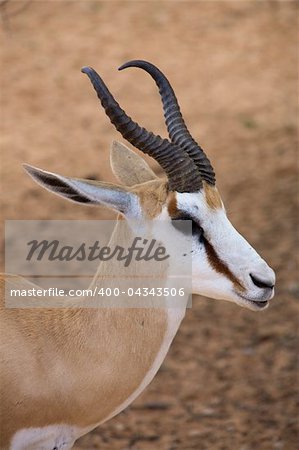 Springbok in the Kalahari desert