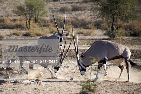 Gemsboks fighting in the Kalahari desert
