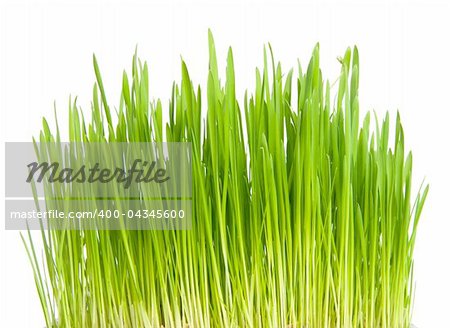 green grass isolated on white