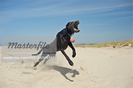 Black dog playing at the beach