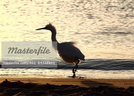 fun disheveled heron bird on coastline at morning