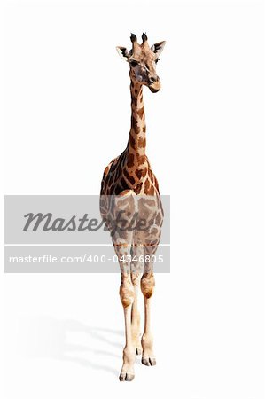 A picture of a cute baby giraffe standing against white background