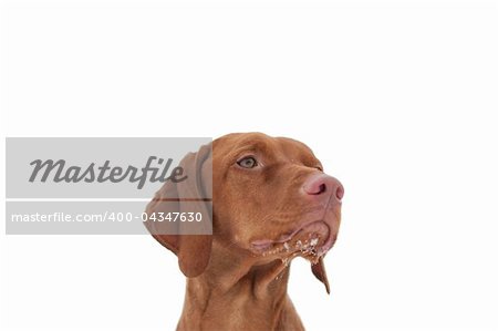 A close-up shot of a Hungarian Vizsla dog with snow on its chin and a grey sky in the background. Selective focus.