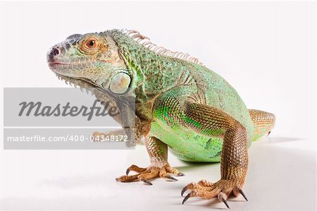 Green iguana on white background