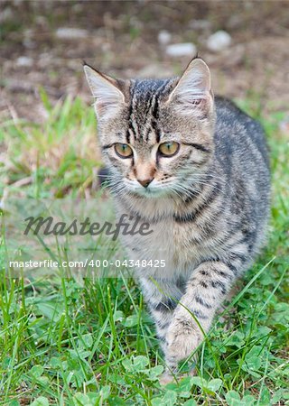 Young kitten creeping towards the camera through long grass